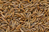 Caraway Seeds 5kg Evoo QF