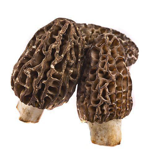 Mushroom Morels Dried with Stems 500g Tub The Wild Mushroom Co
