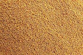 Yellow Mustard Seeds 5kg Evoo QF